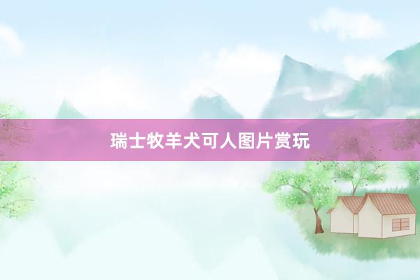 瑞士牧羊犬可人图片赏玩